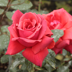 Poзa Спарклинг Скарлет - красная - Лазающая плетистая роза (клаймбер) 